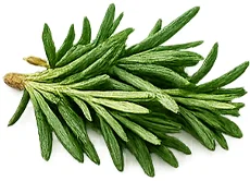 Rosemary extract — {{OFFER_NAME}}